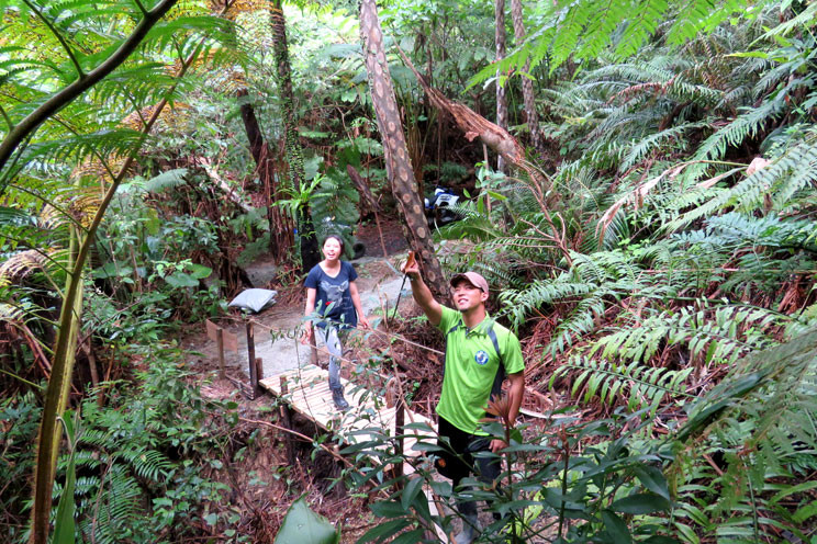 どきどきヤンバルンチャー