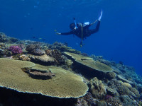 水納島には手つかずのサンゴ礁が群生しています。色とりどりで見ているだけで癒されますよ。