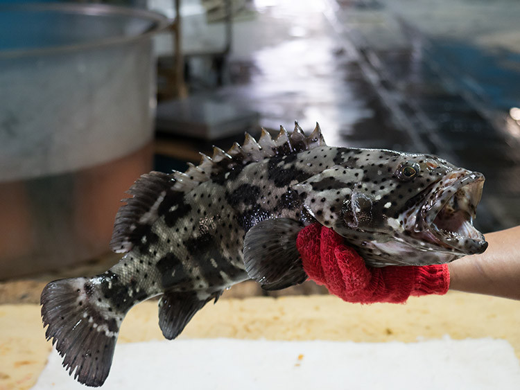 伊平屋村漁協養殖所