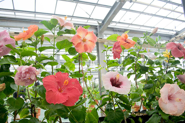 伊江島ハイビスカス園