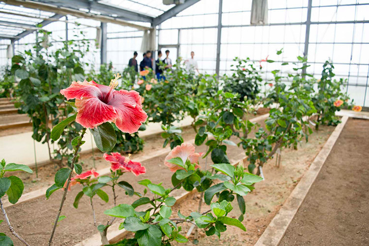 伊江島ハイビスカス園