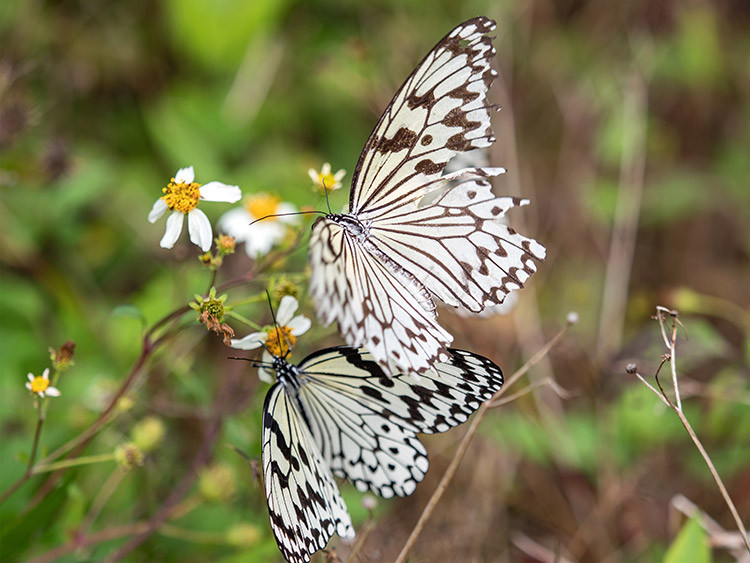オオゴマダラ（水納島）