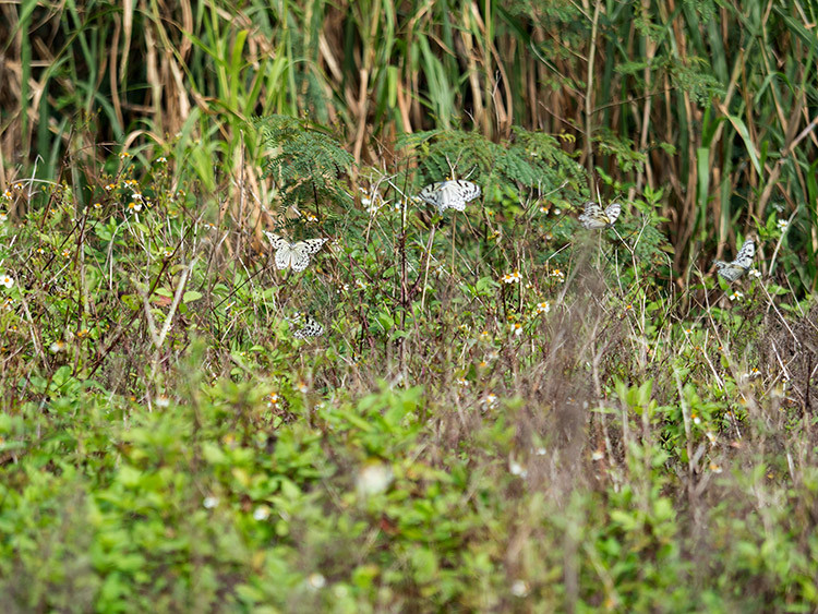 オオゴマダラ（水納島）