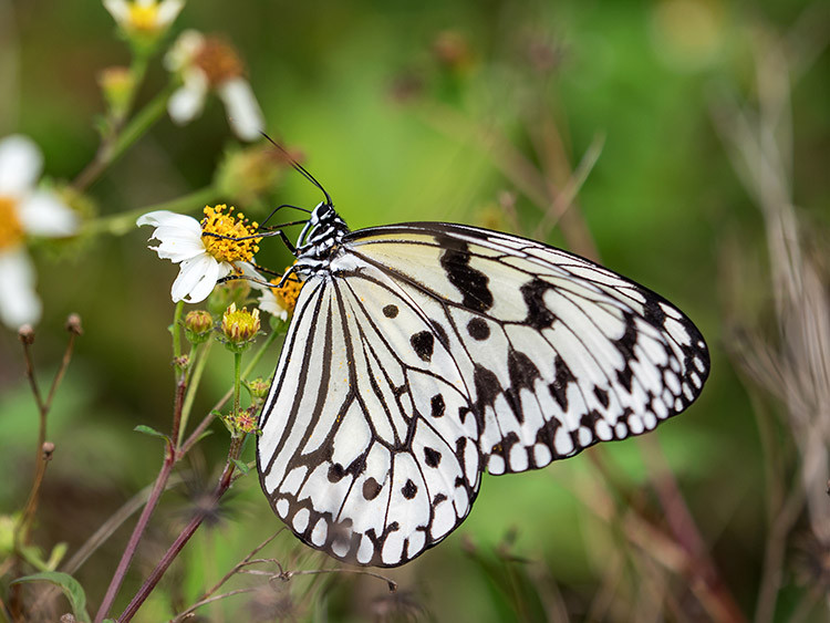 オオゴマダラ（水納島）