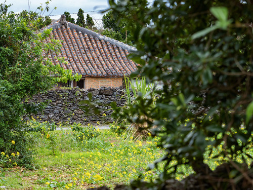 伊是名集落のフクギ並木