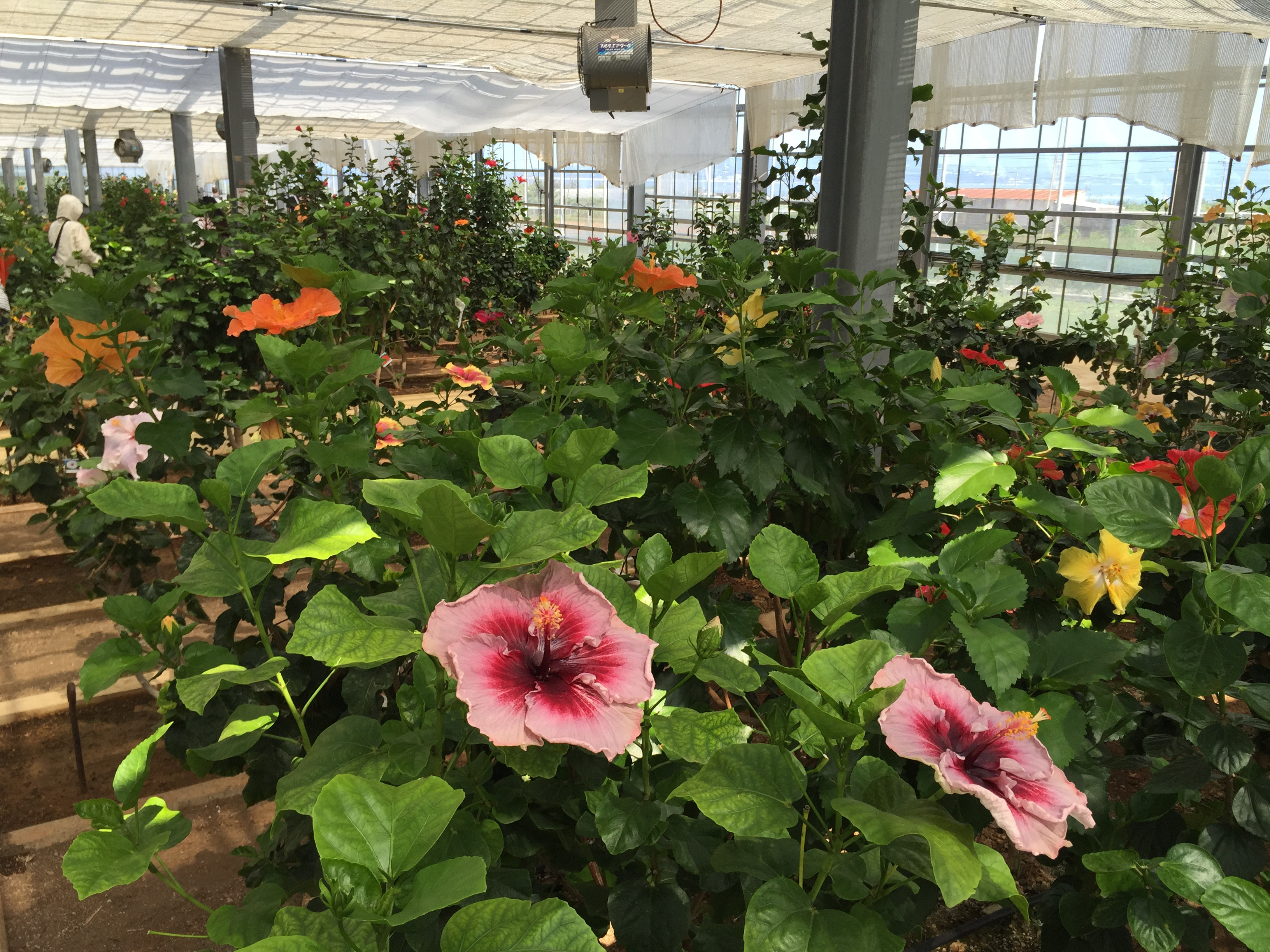 2025伊江島ゆり祭り日帰り観光バスツアー