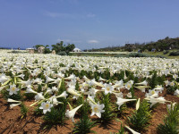 伊江島　リリーフィールド