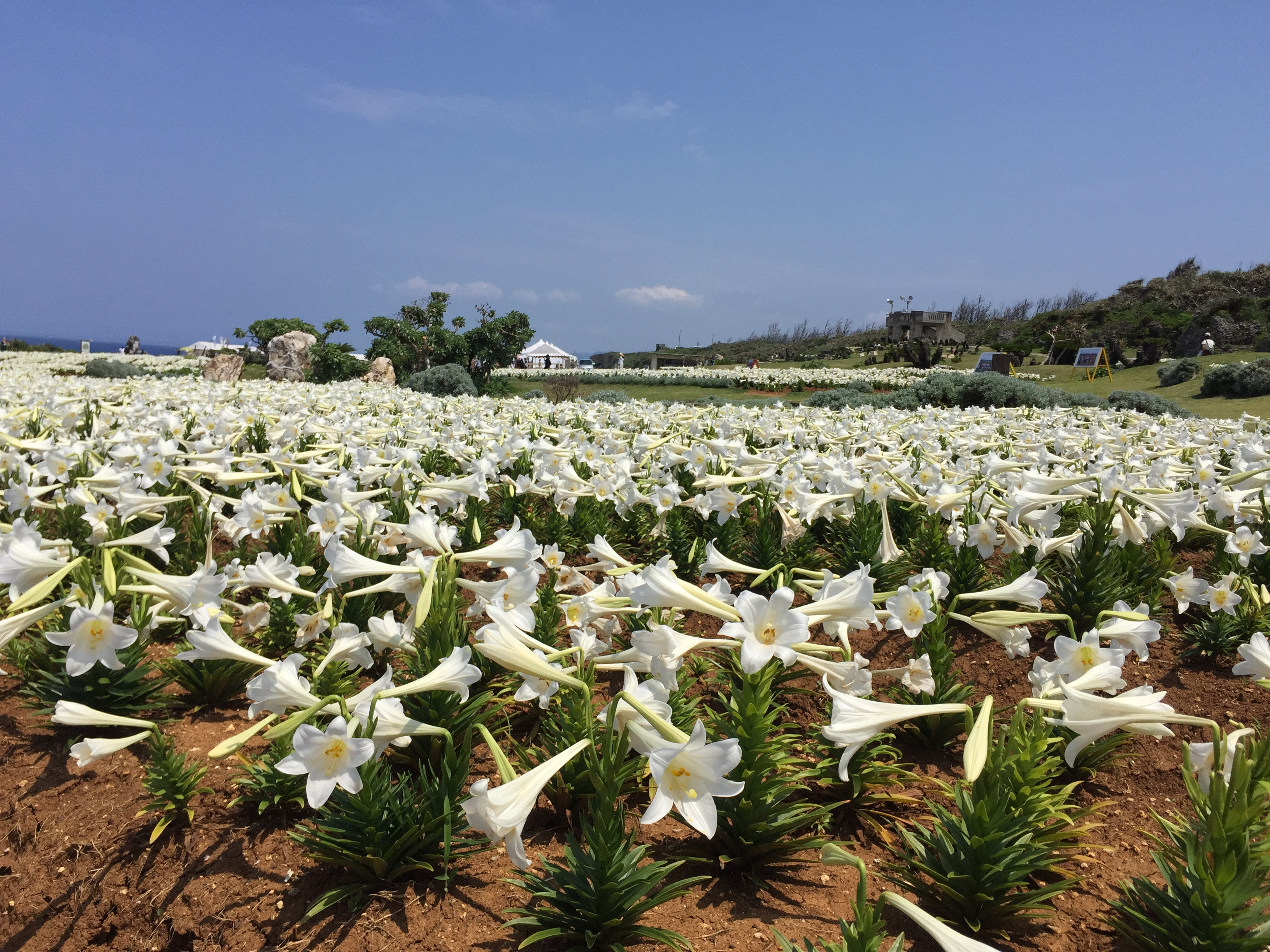 2025伊江島ゆり祭り日帰り観光バスツアー