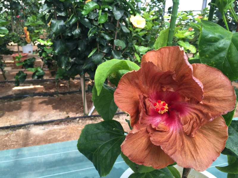 ハイビスカス園
