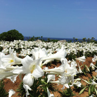 伊江島　リリーフィールド