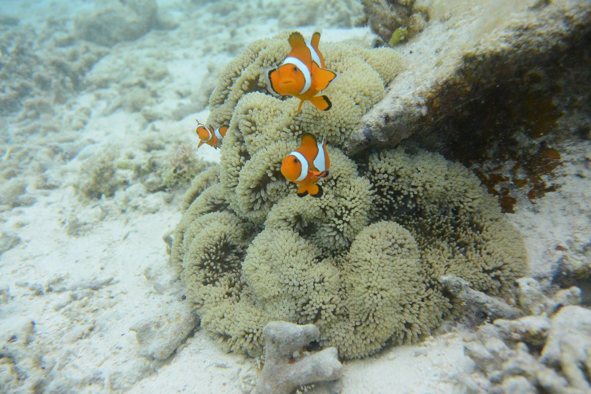 美ら海水族館近くのダイビング・シュノーケリング・SUP専門店　aqua ring【アクアリング】