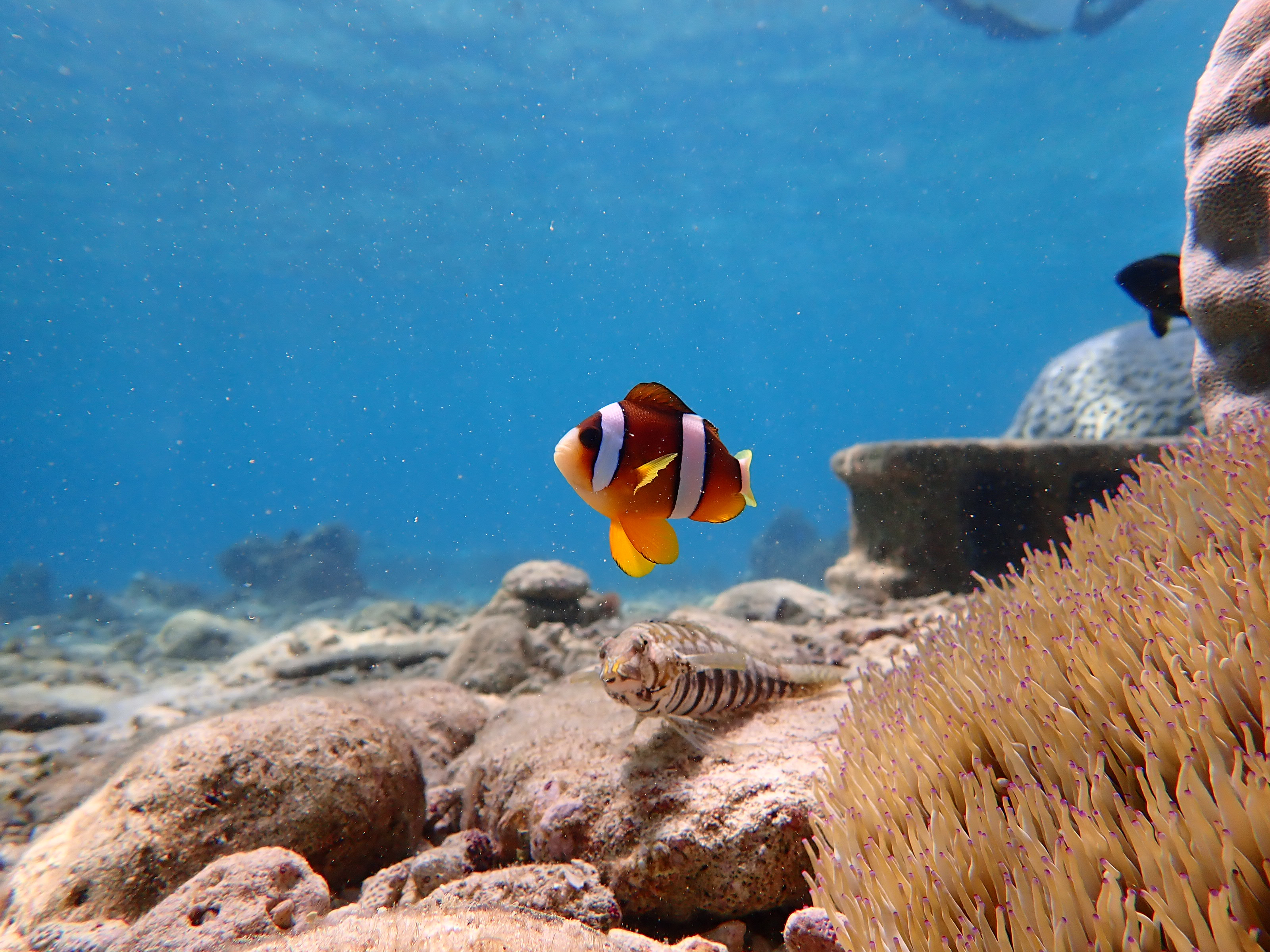 【青の洞窟・1組貸切ツアー】2歳から70歳まで参加可能!　Divingshop Ryo