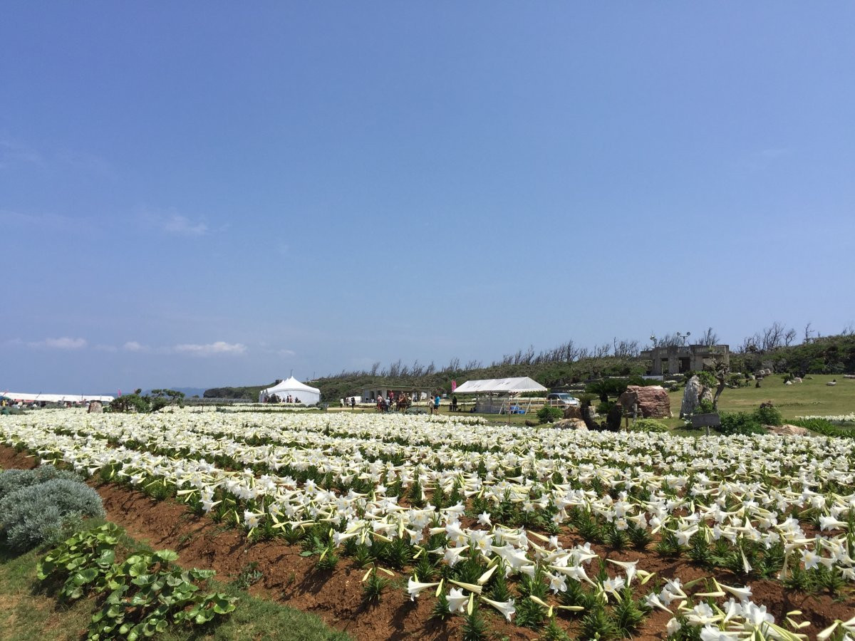 【那覇発】専用クルーザーで行く！伊江島ゆり祭り日帰りツアー