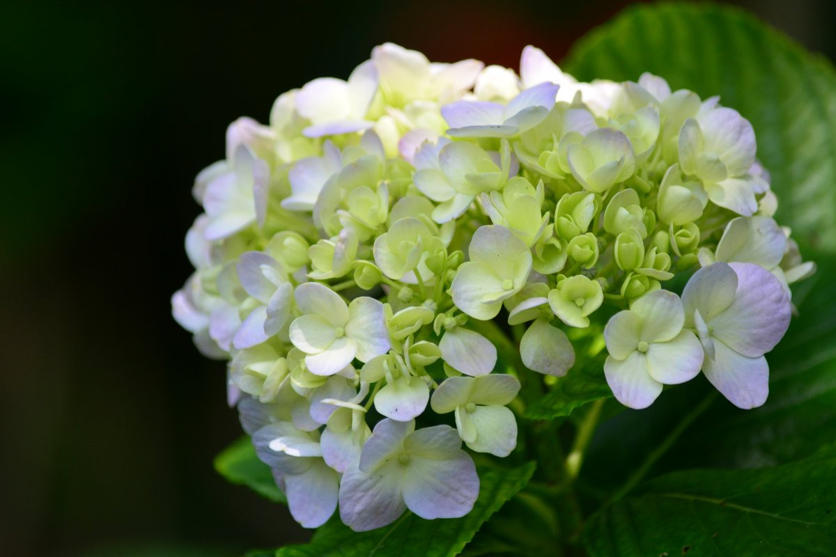 よへなあじさい園