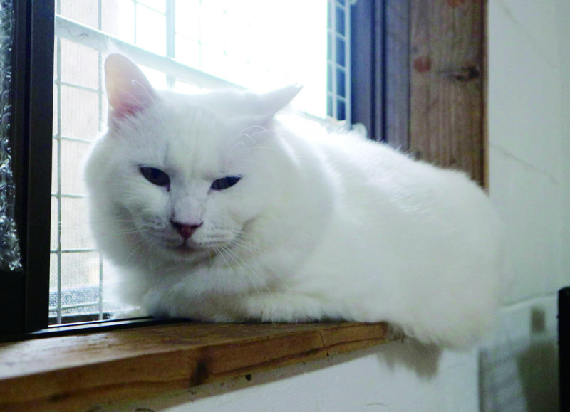 保護猫と思えない貫禄のシロ。その名の通り真っ白な美猫です♡