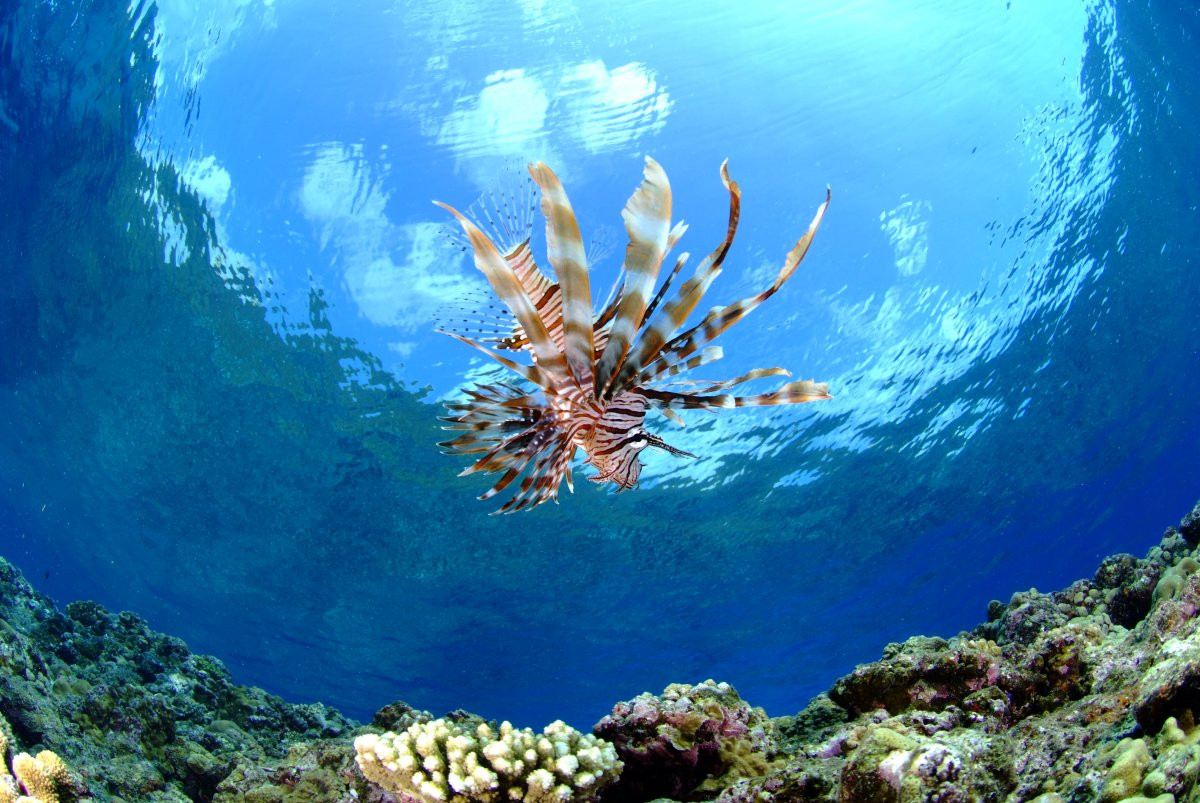 『青の洞窟』へ行くなら！！　マリンクラブUMI