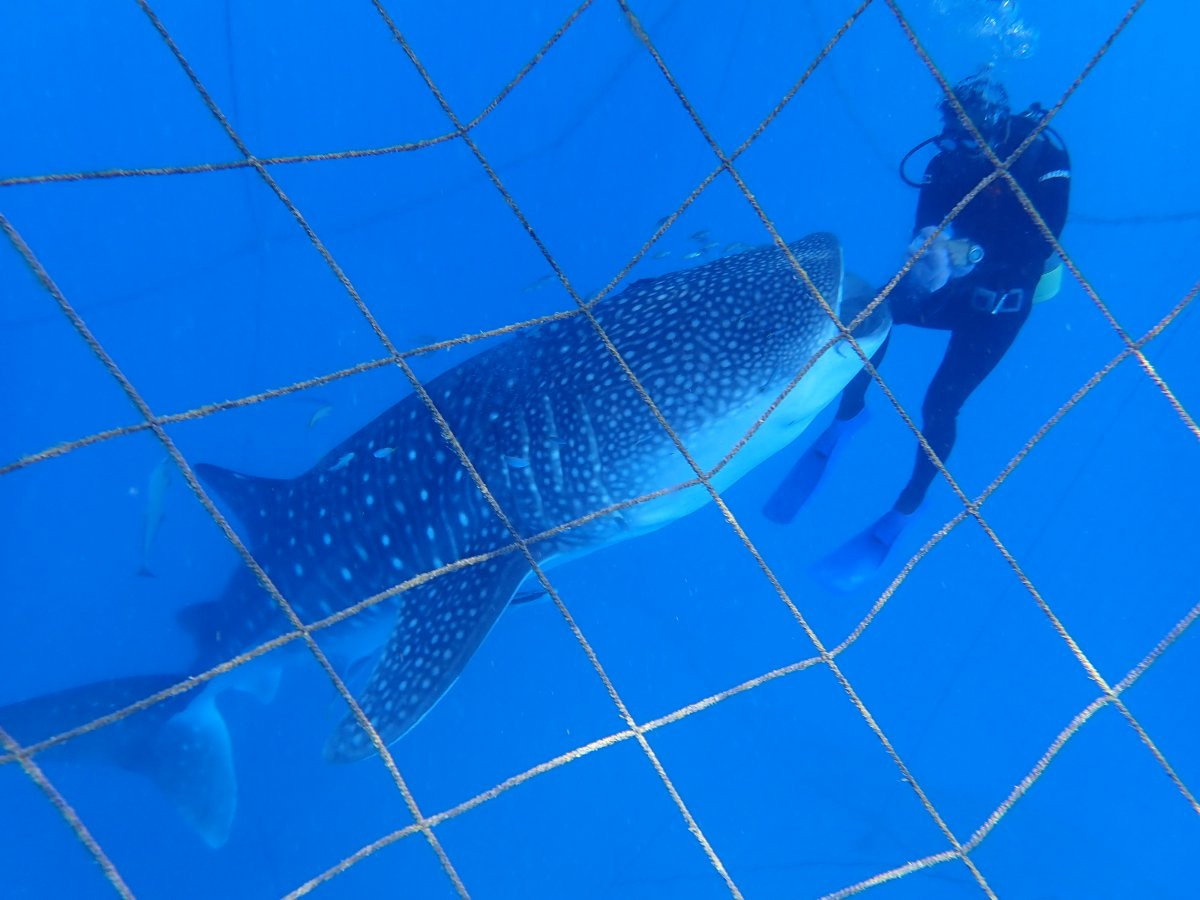 やんばる東海岸ブルー・ツーリズム拠点施設