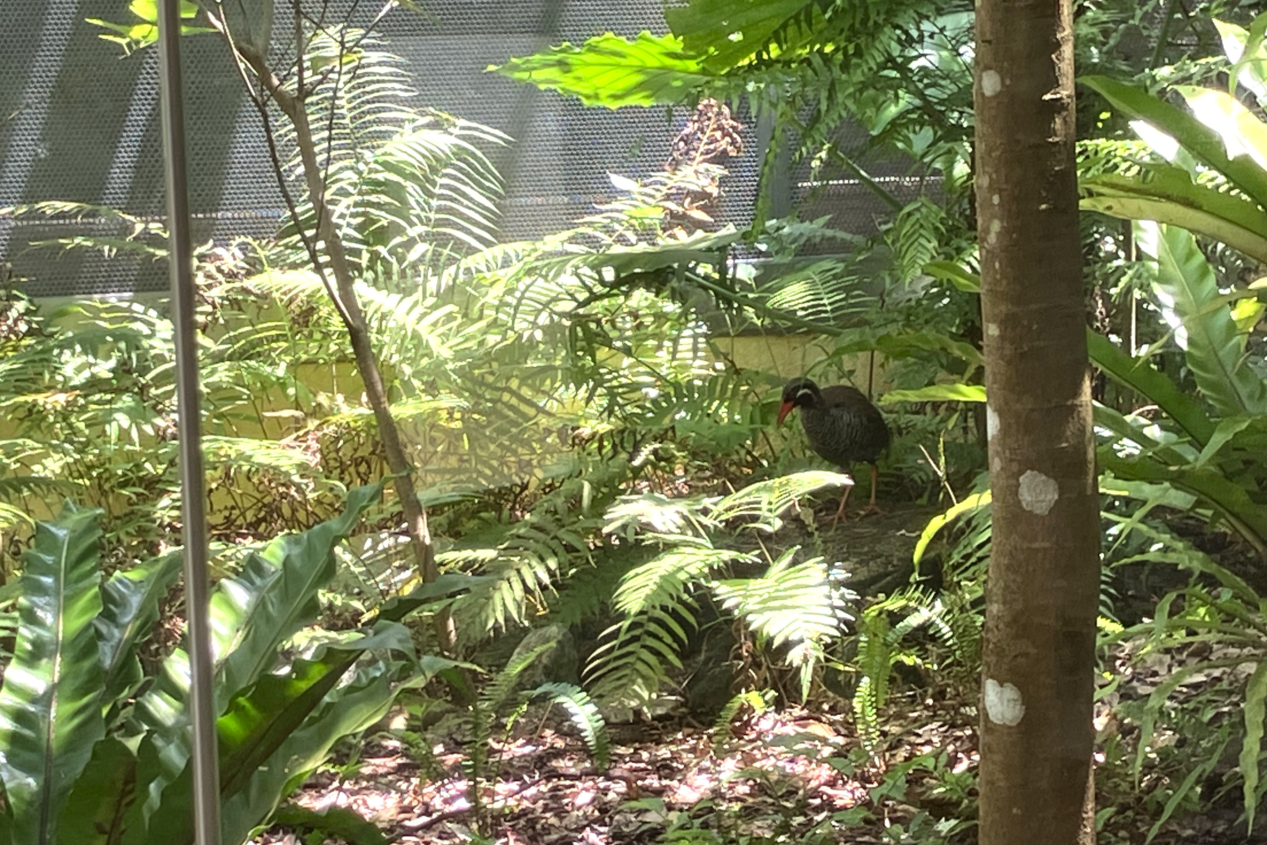 ヤンバルクイナ生態展示学習施設 クイナの森