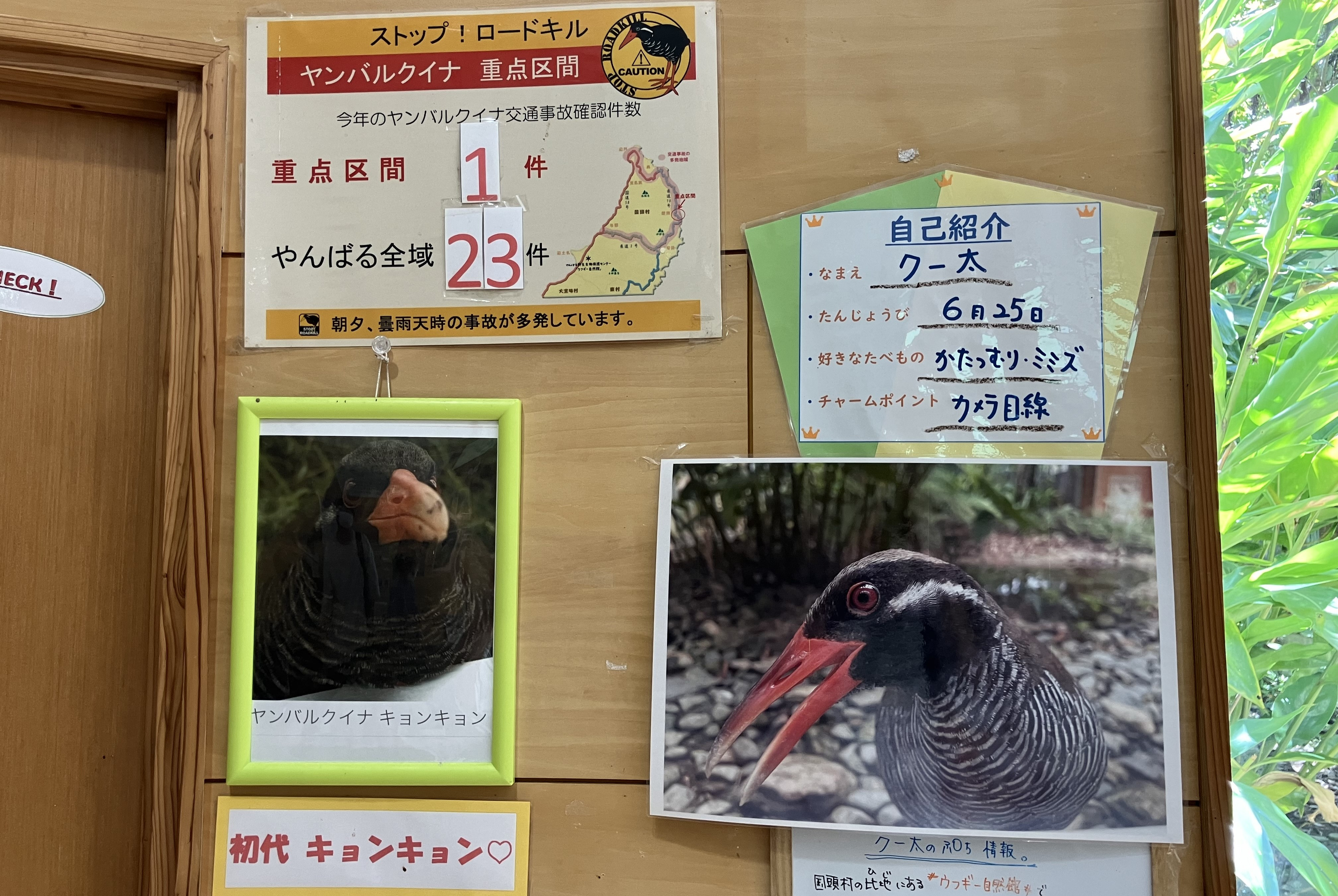 ヤンバルクイナ生態展示学習施設 クイナの森