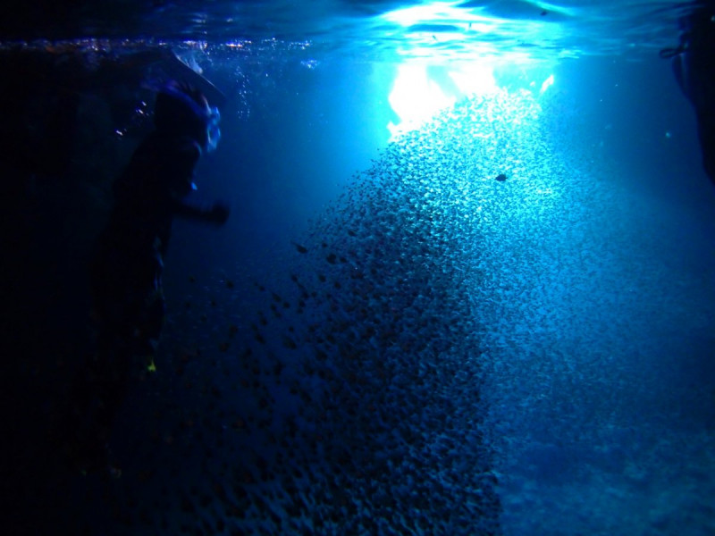 青の洞窟内は魚の群れが沢山！！！