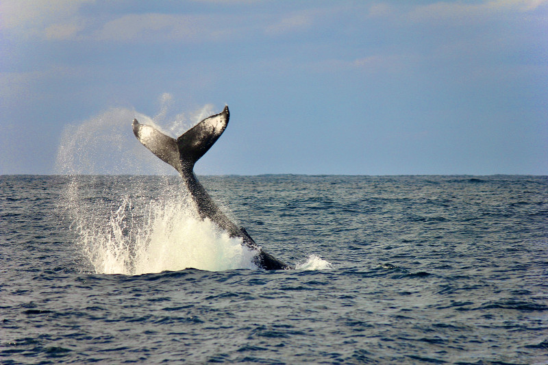 テールスラップと呼ばれる激しいアクション