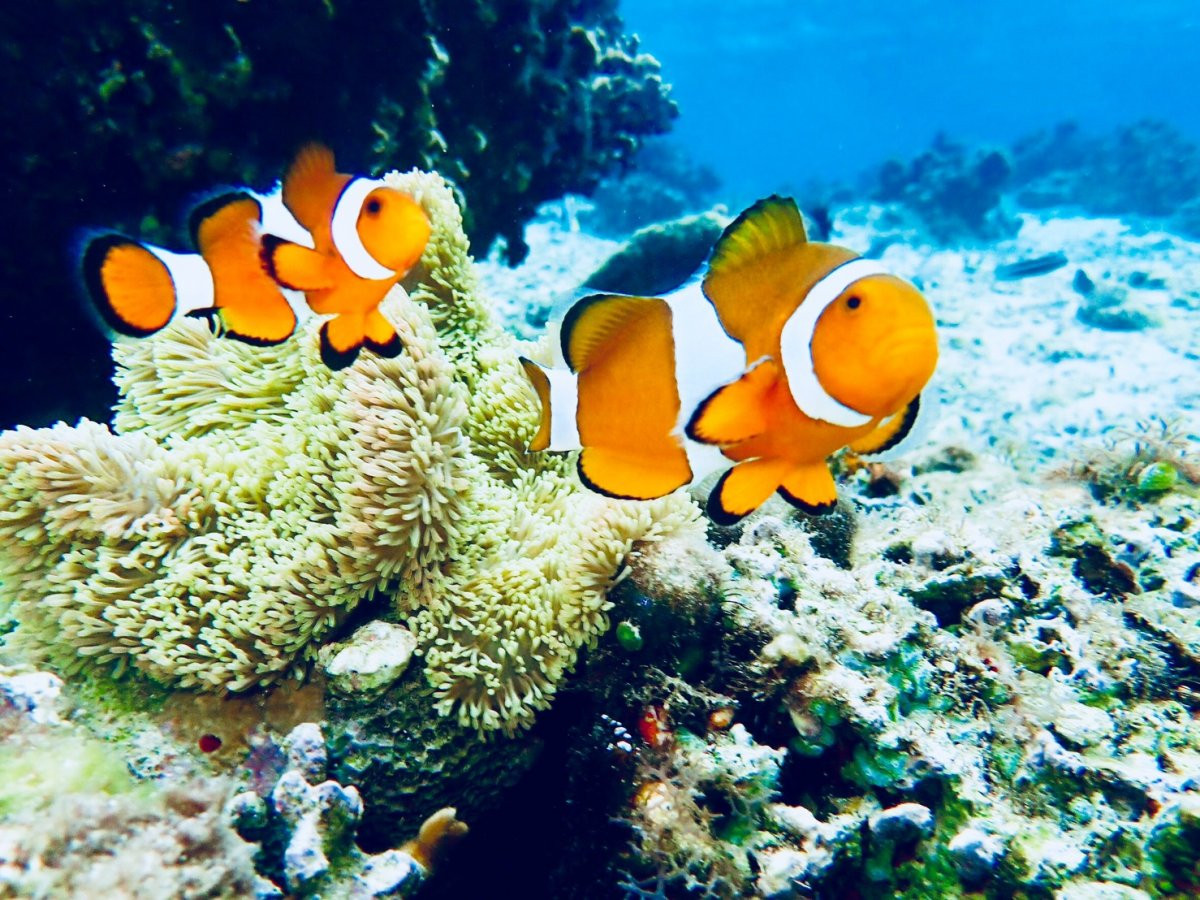 株式会社ナチュラルブルー（真栄田岬店）