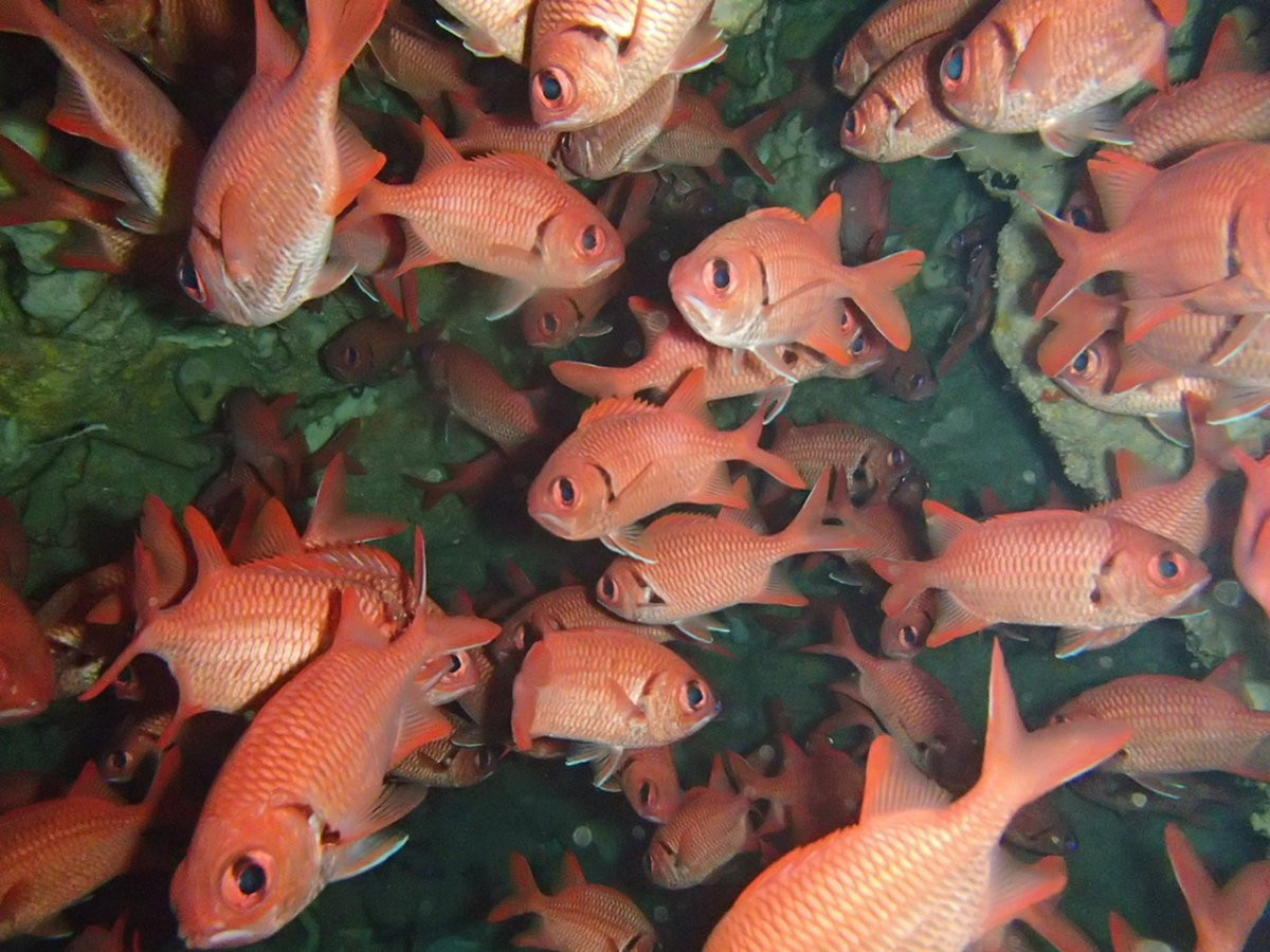 株式会社ナチュラルブルー（真栄田岬店）