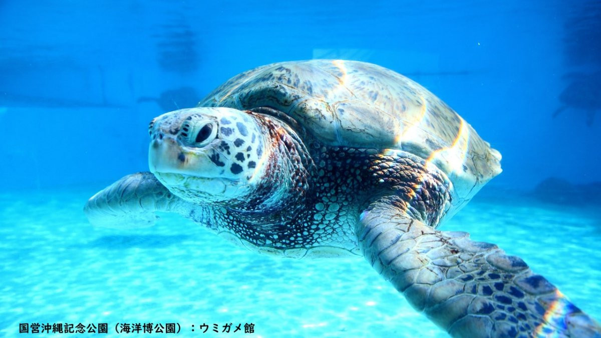 沖縄美ら海水族館 LIVEツアー（HIS）