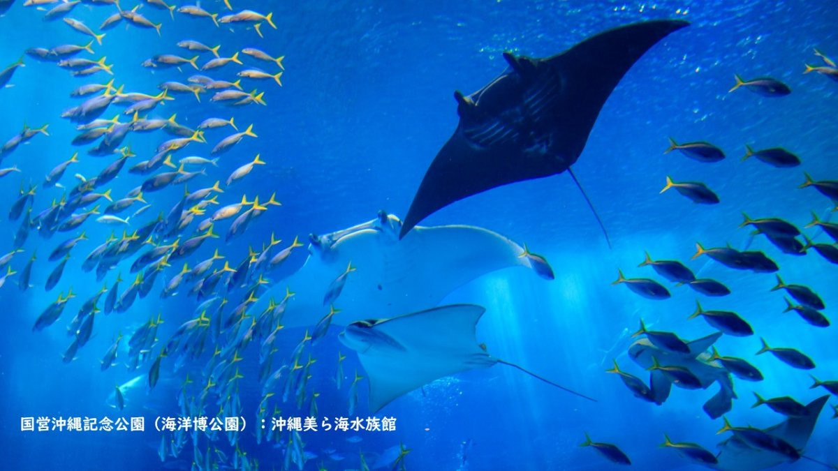 沖縄美ら海水族館 LIVEツアー（HIS）