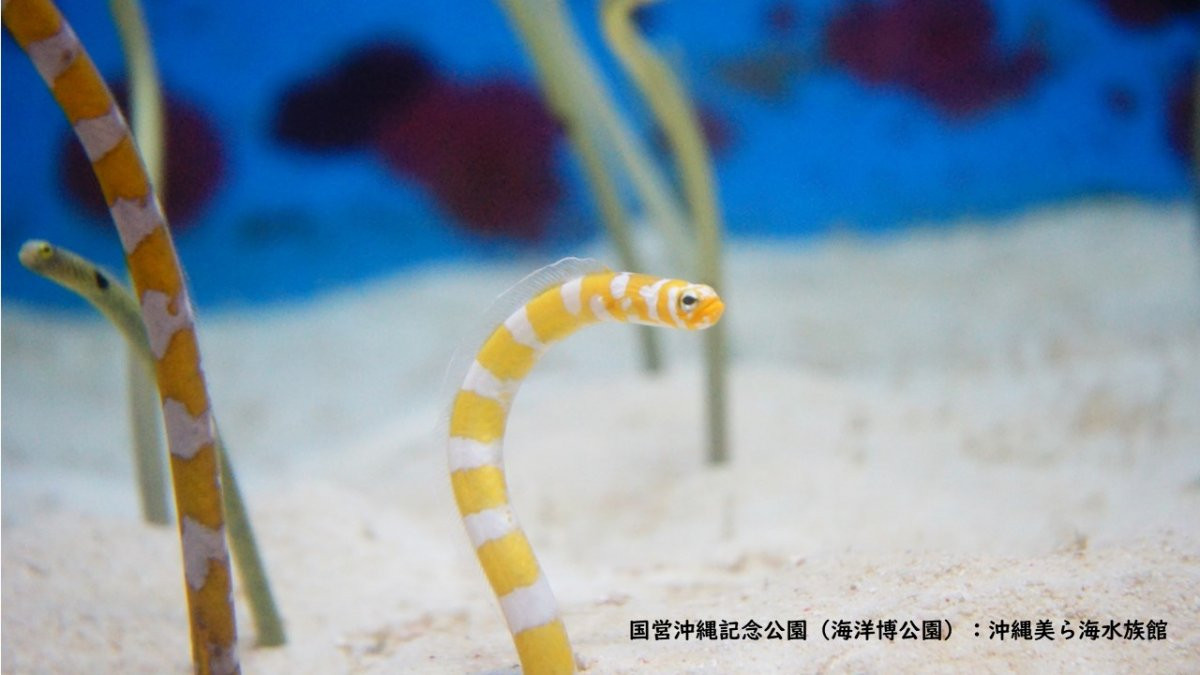 沖縄美ら海水族館 LIVEツアー（HIS）