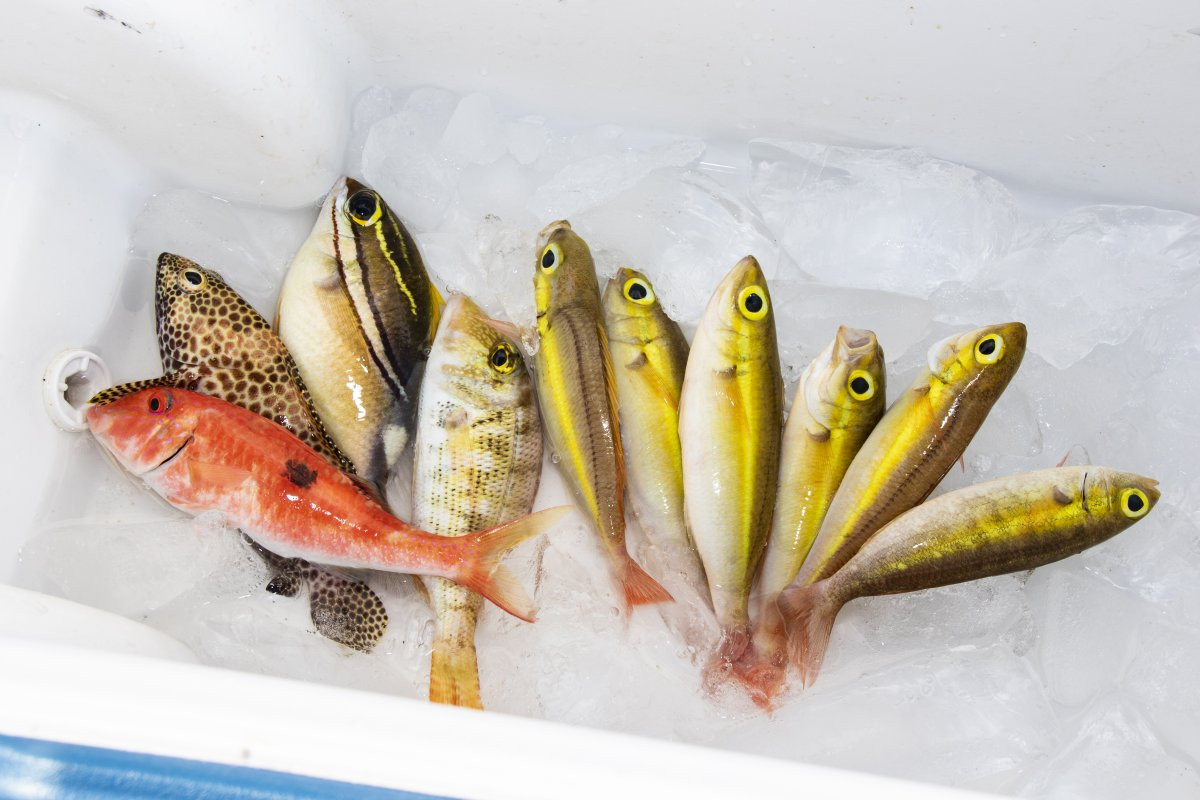 沖縄釣りツアー予約 -沖楽 おきらく-