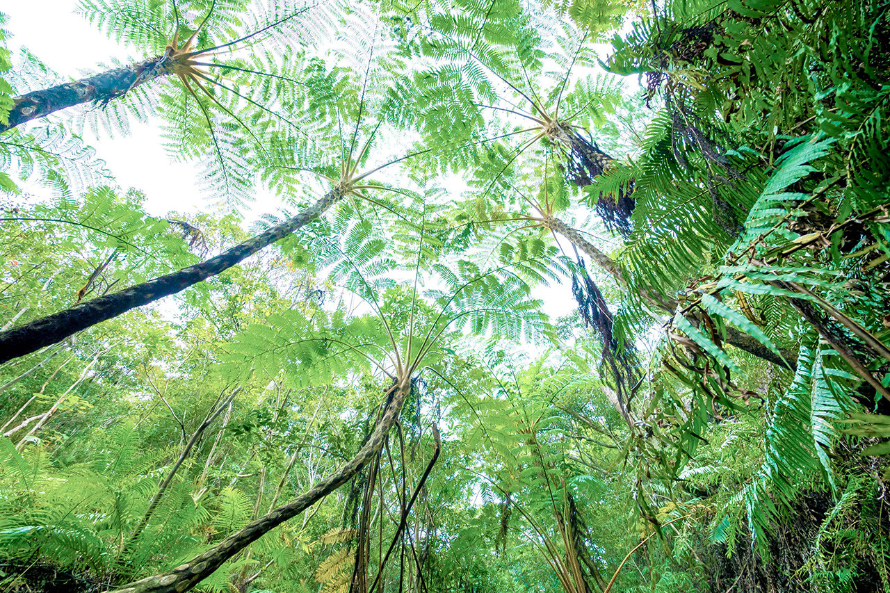 やんばるアドベンチャーフィールド