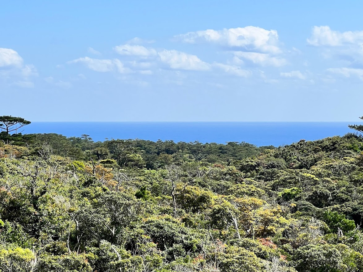 道の駅 やんばるパイナップルの丘 安波