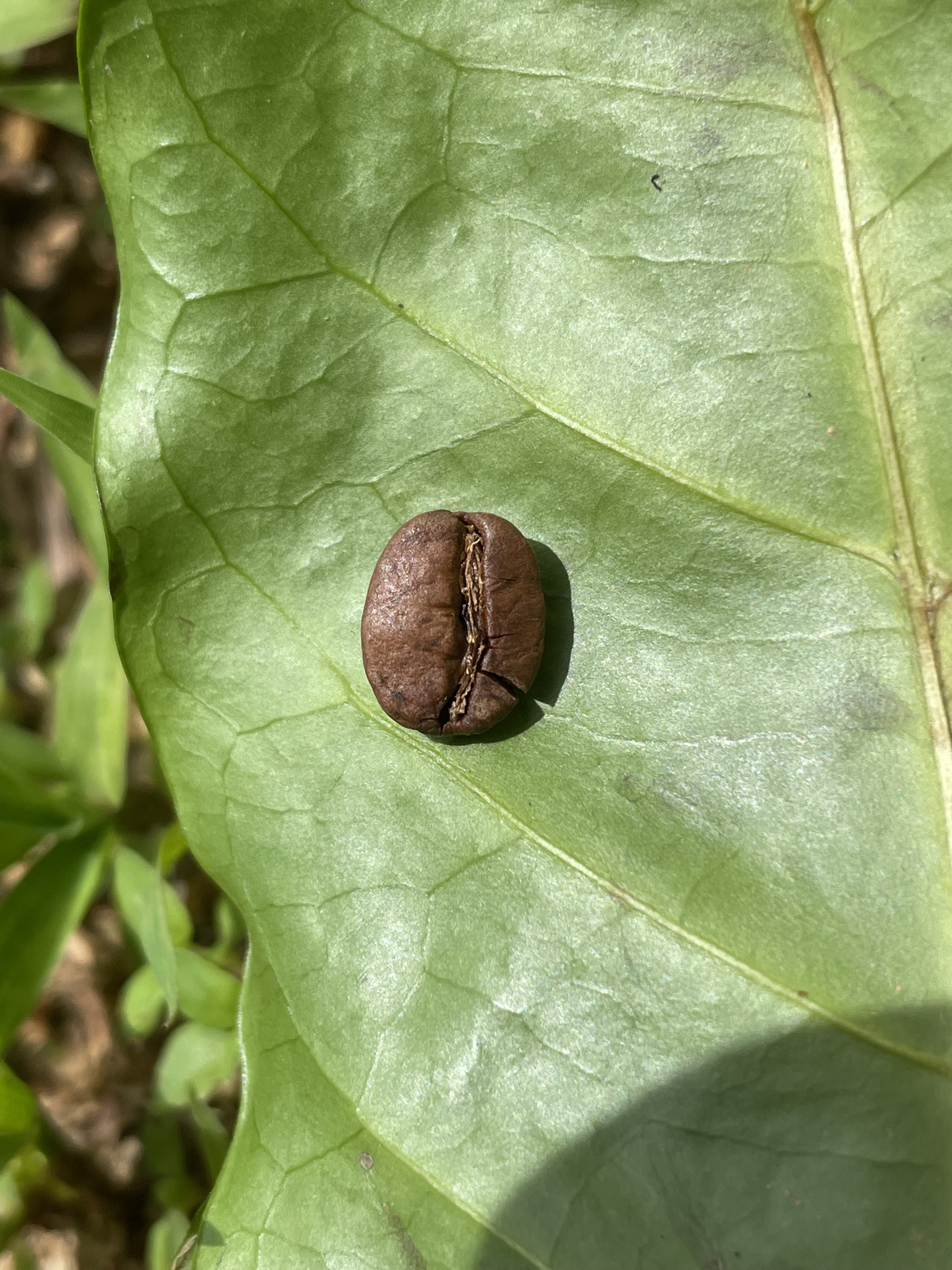 中山コーヒー園