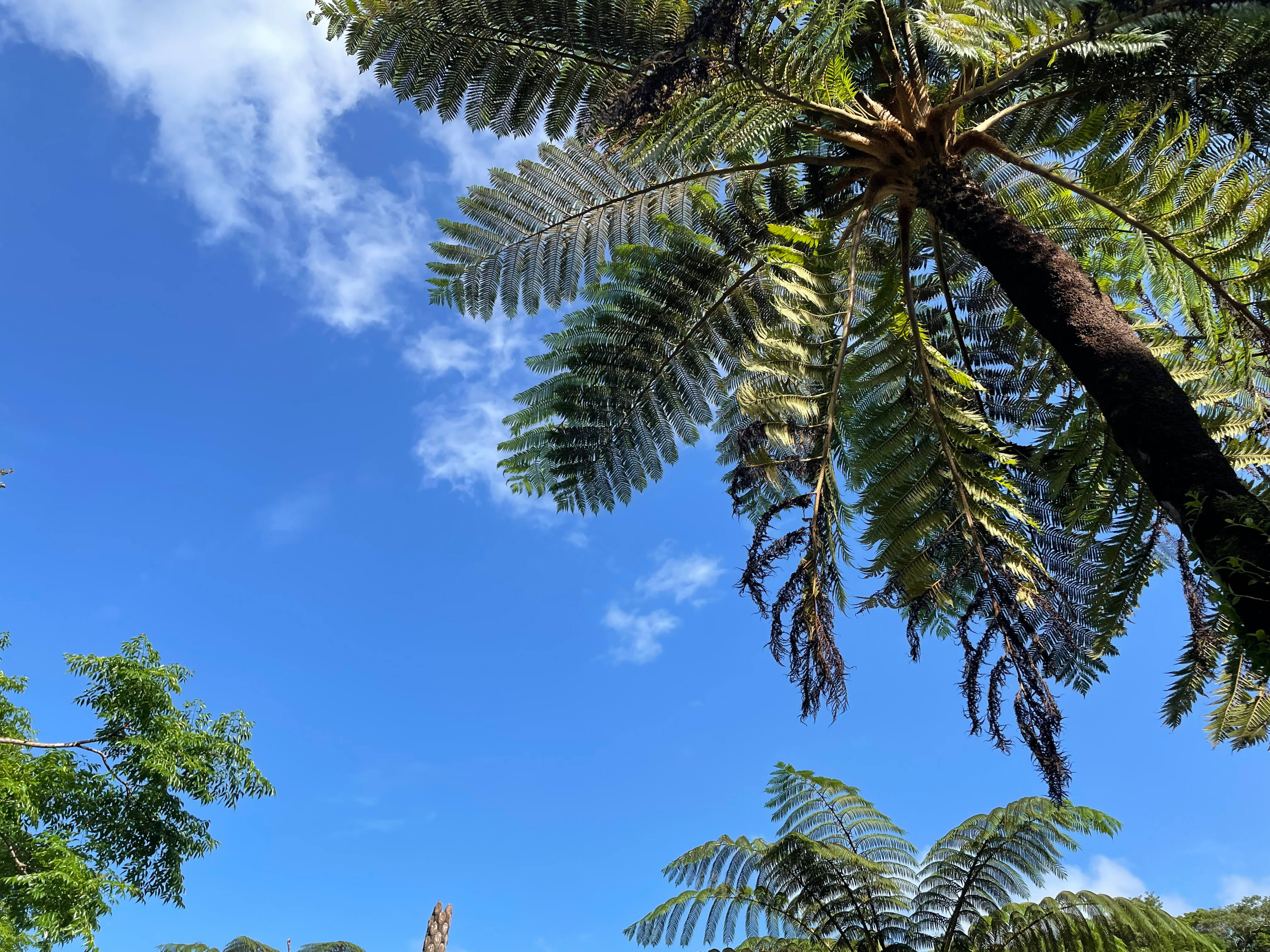 中山コーヒー園