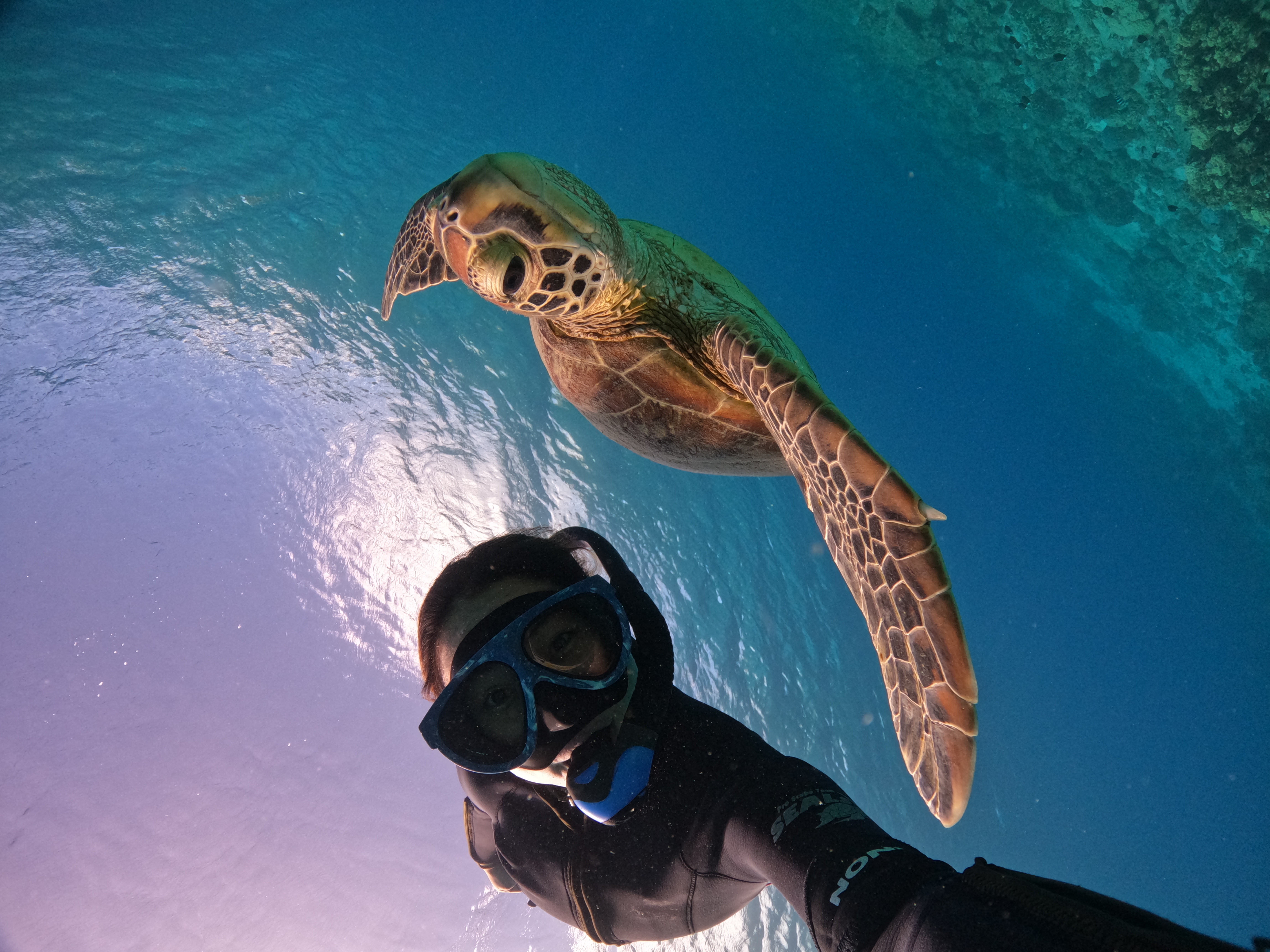 Pro Scuba Team SEALs