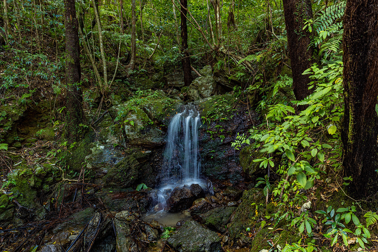 やんばるの森ネイチャーガイドツアー