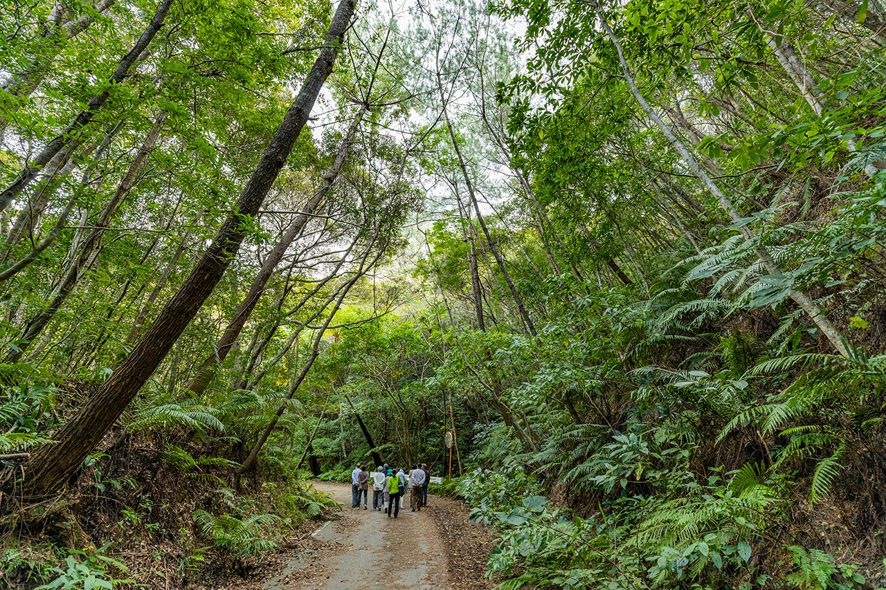 やんばるの森ネイチャーガイドツアー