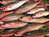 島の魚は、島の漁師たち「海人~ウミンチュ」が 命を懸けて採ってきた貴重な島の海の恵みです。