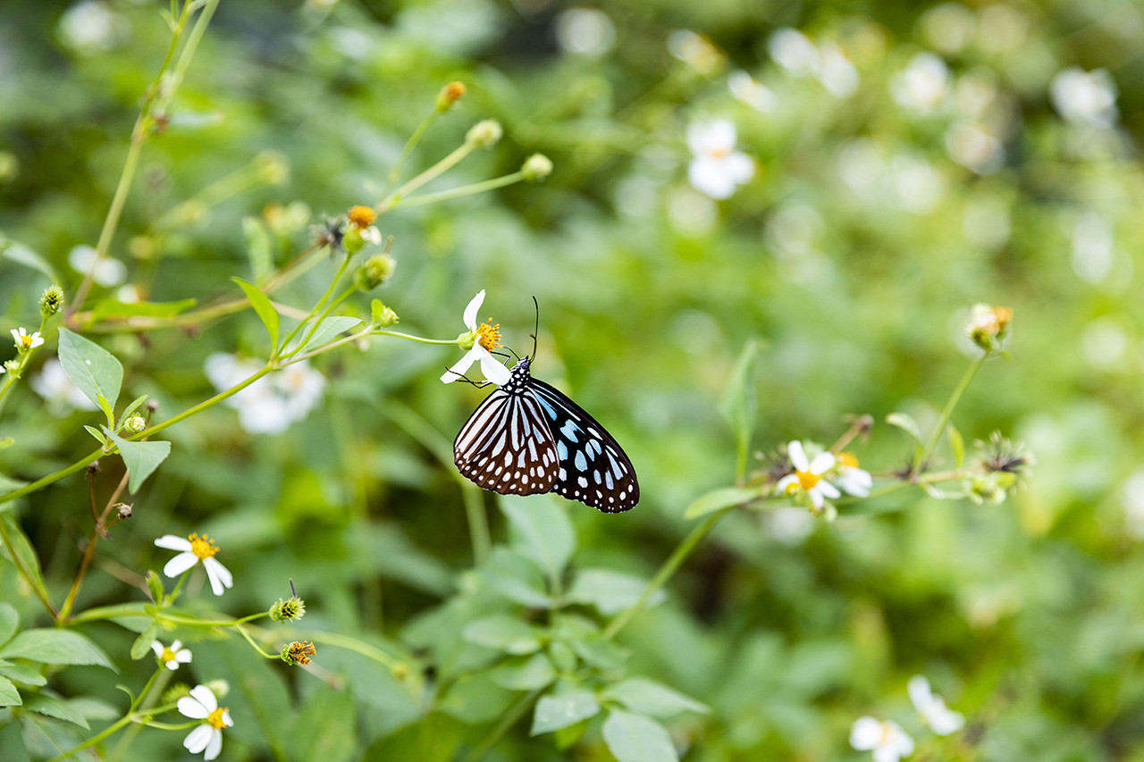 NPO法人おおぎみまるごとツーリズム協会