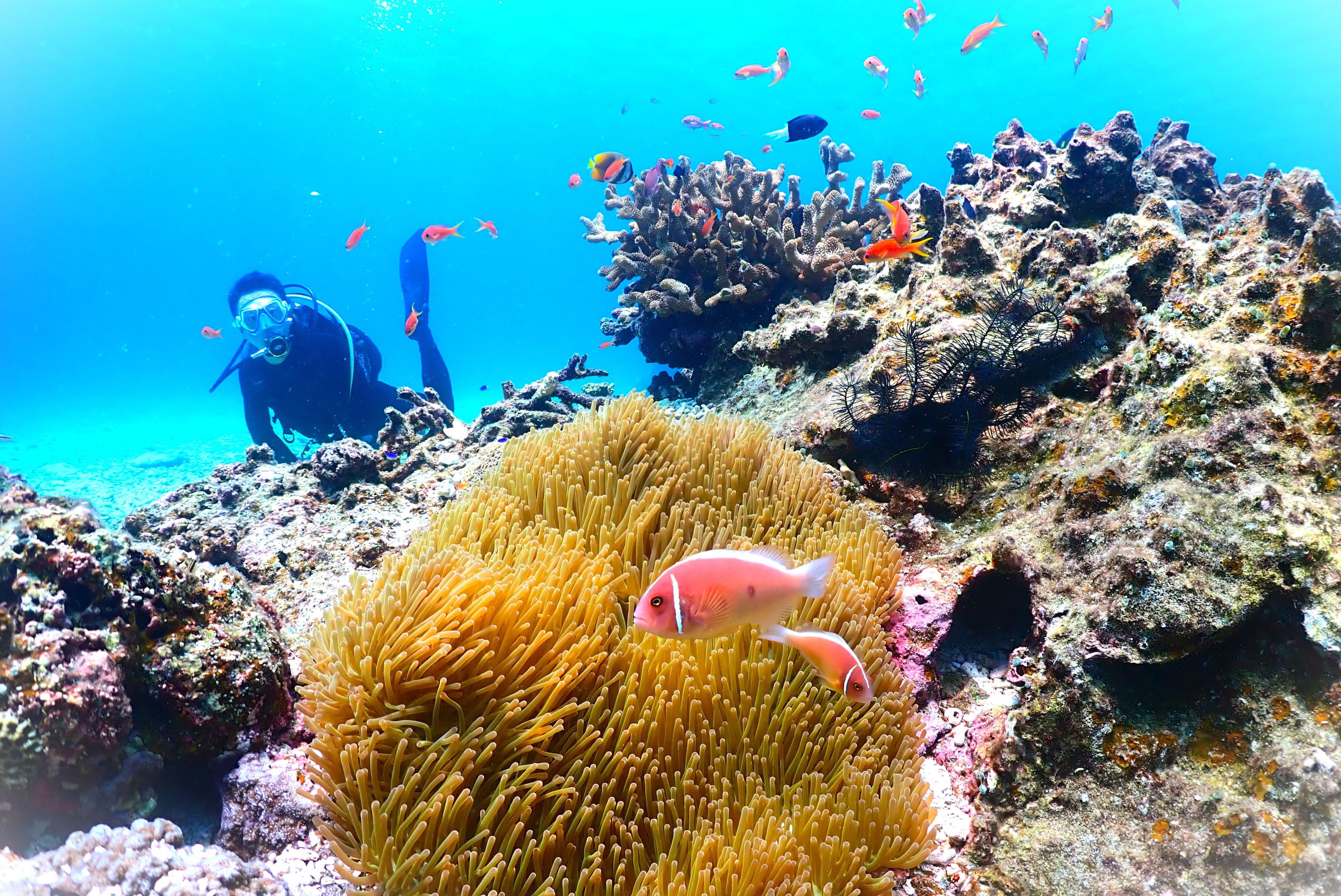 A5UMIPIOTO（エーゴウミフォト）　ダイビング&フォトツアー