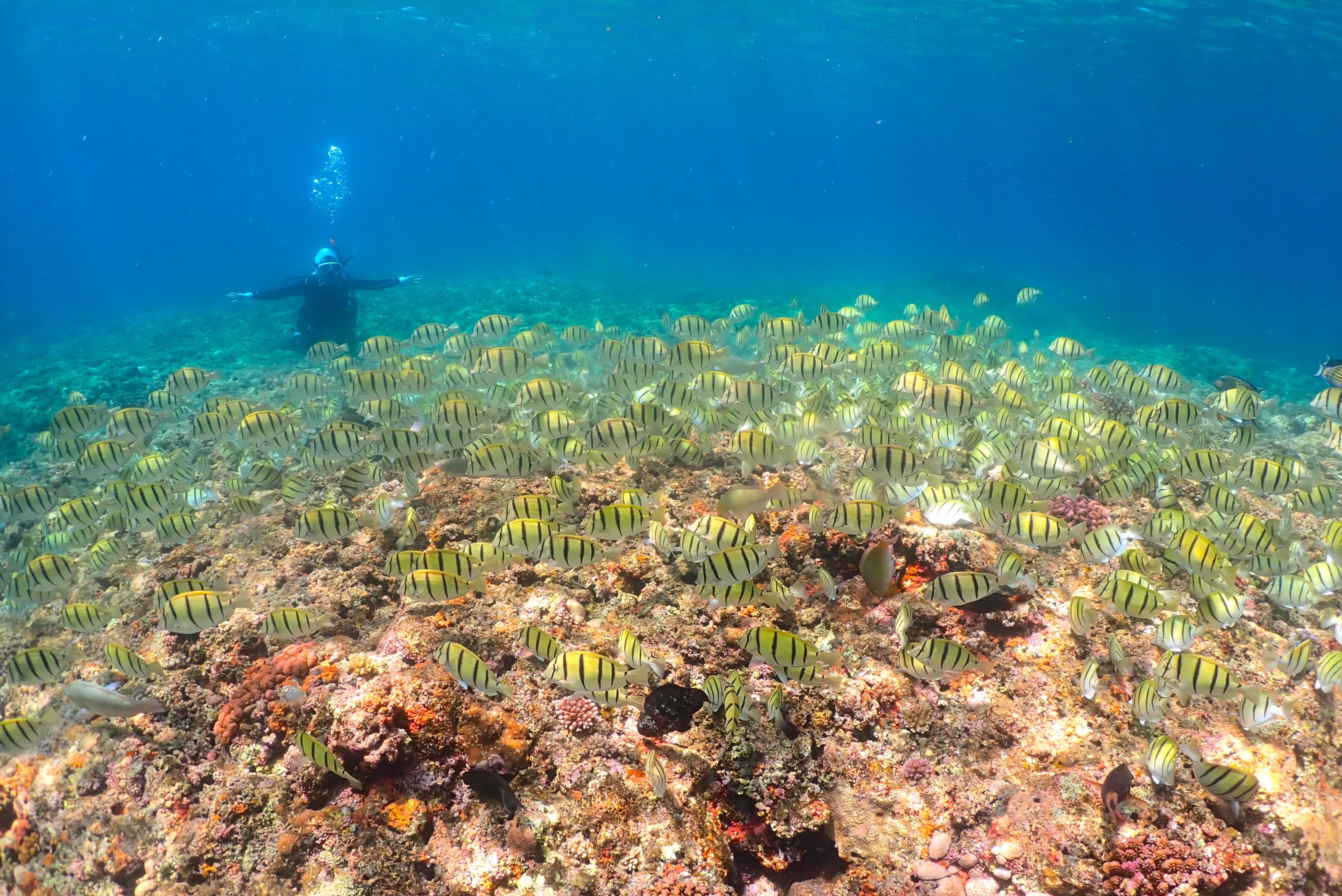 A5UMIPIOTO（エーゴウミフォト）　ダイビング&フォトツアー