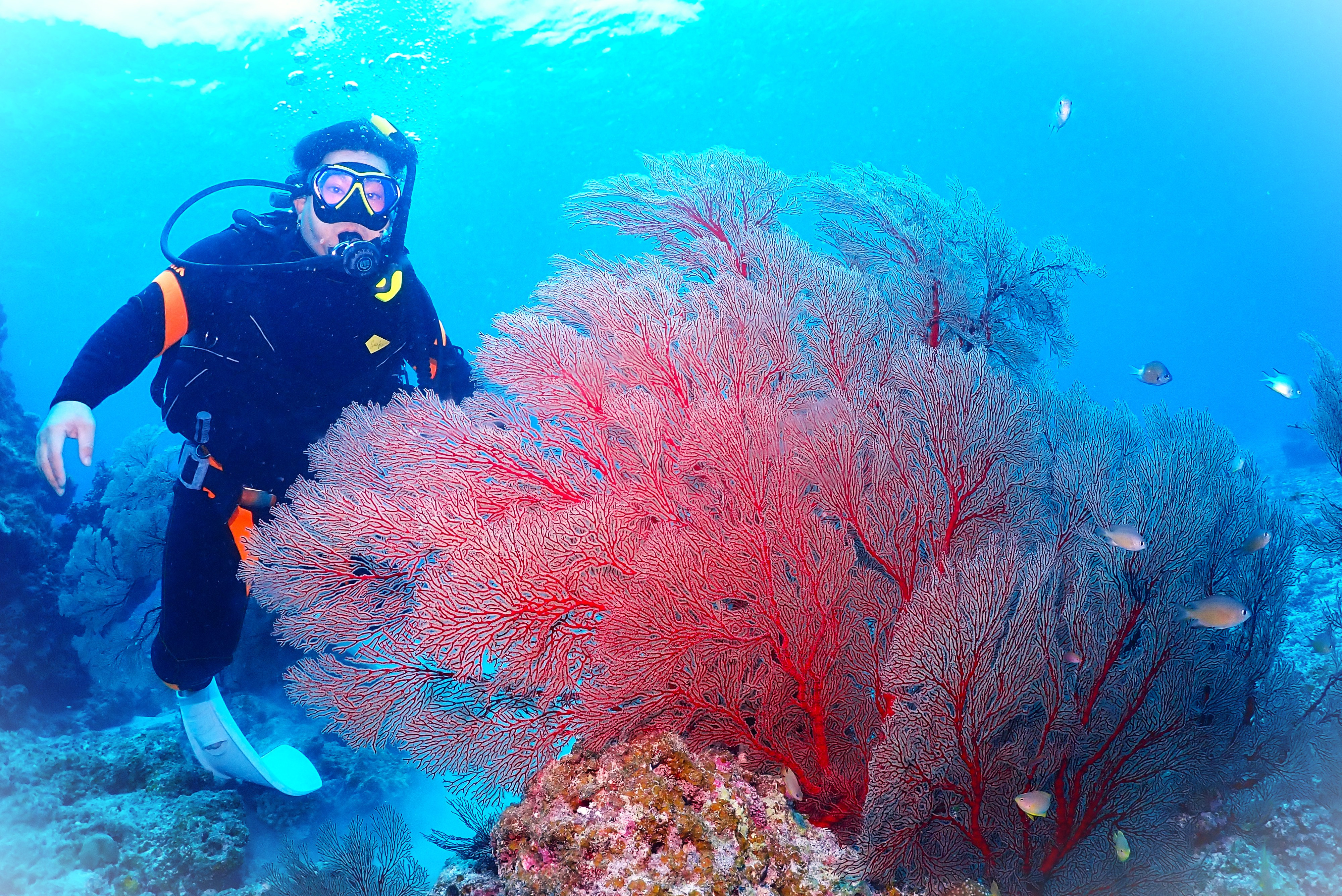 A5UMIPIOTO（エーゴウミフォト）　ダイビング&フォトツアー