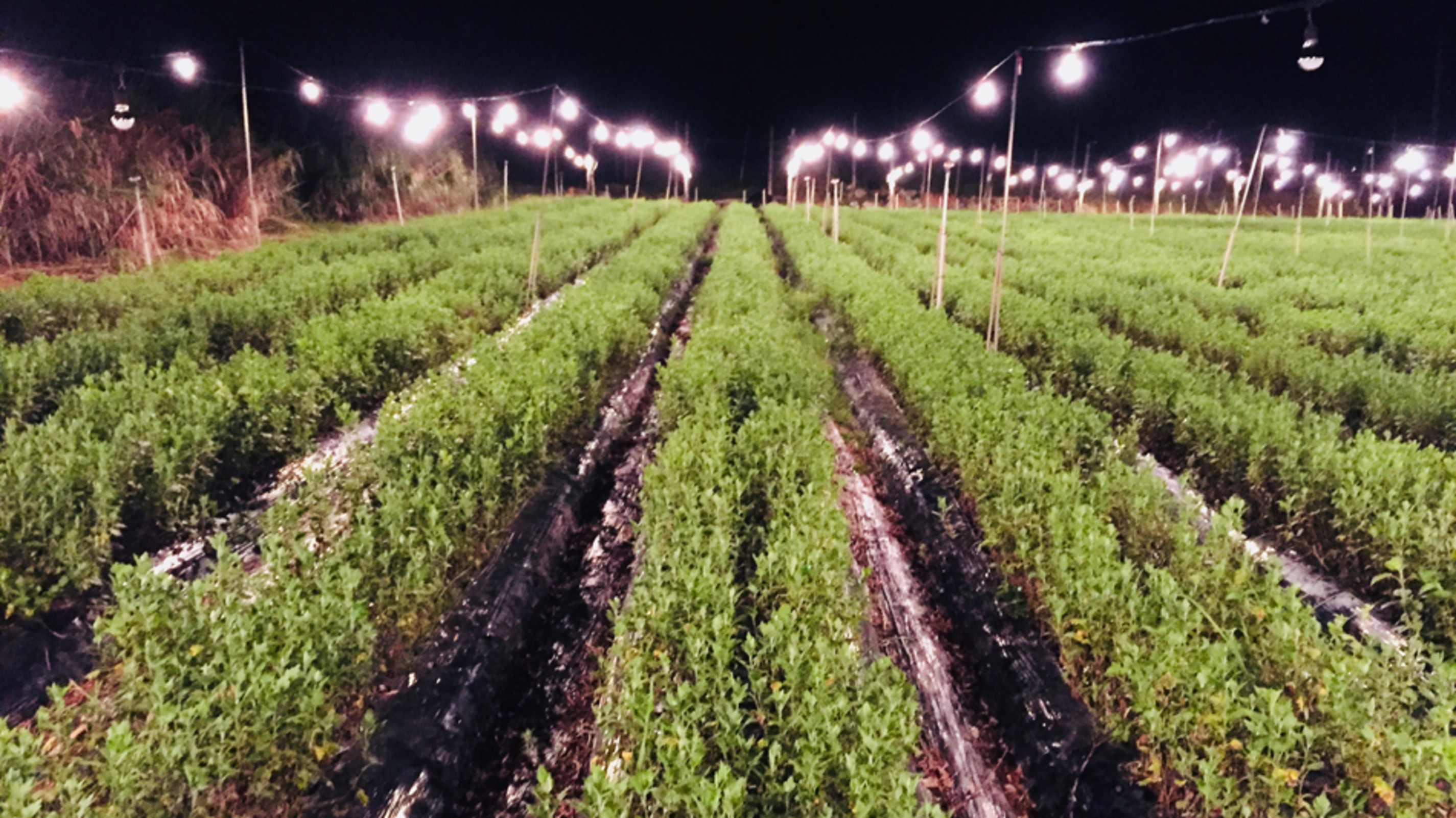 沖しゃぶ PREMIER 今帰仁 JUNGLIA 本店