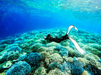 離島へ遠征素潜り