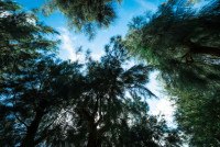 沖縄フォトウエディング～やんばるウエディング～