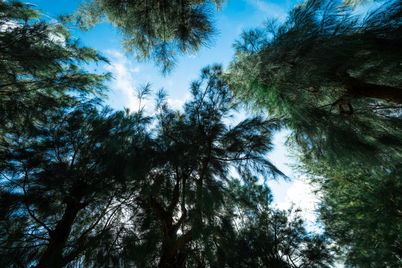 沖縄フォトウエディング～やんばるウエディング～