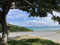 愛のガジュマルと海