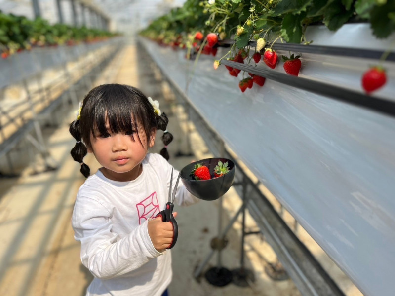 あまいの大好き！農園では、いちご・メロン・マンゴーなど、南国フルーツを心を込めて育てています。