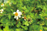 さし草の和名はタチアワユキセンダングサ。沖縄の蜂蜜の貴重な蜜源になっています。